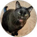 Lee Werner profile picture